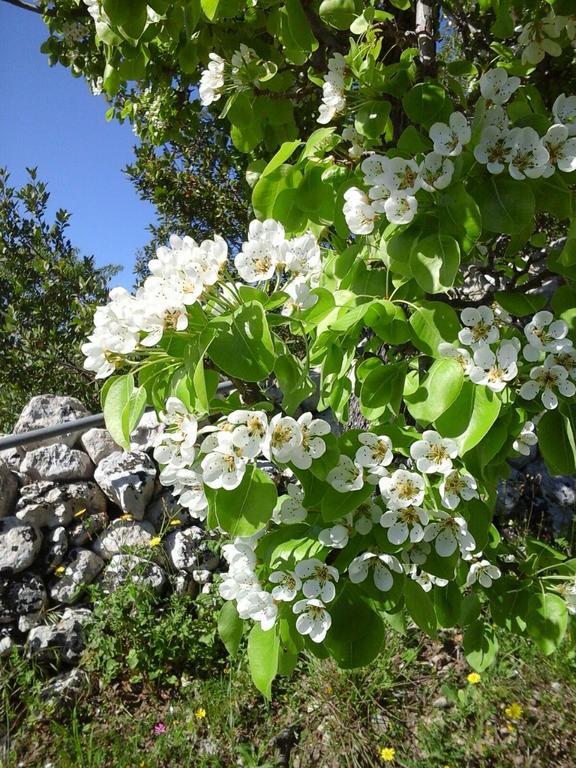 Agriturismo Monte Criscione アヴォラ エクステリア 写真